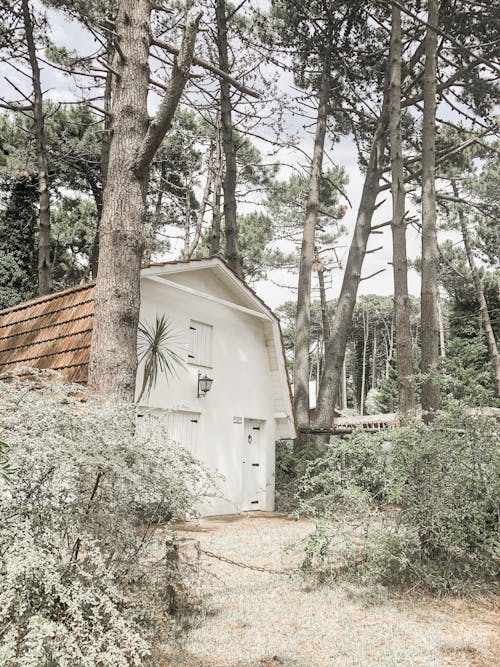 Beach House in a Forest