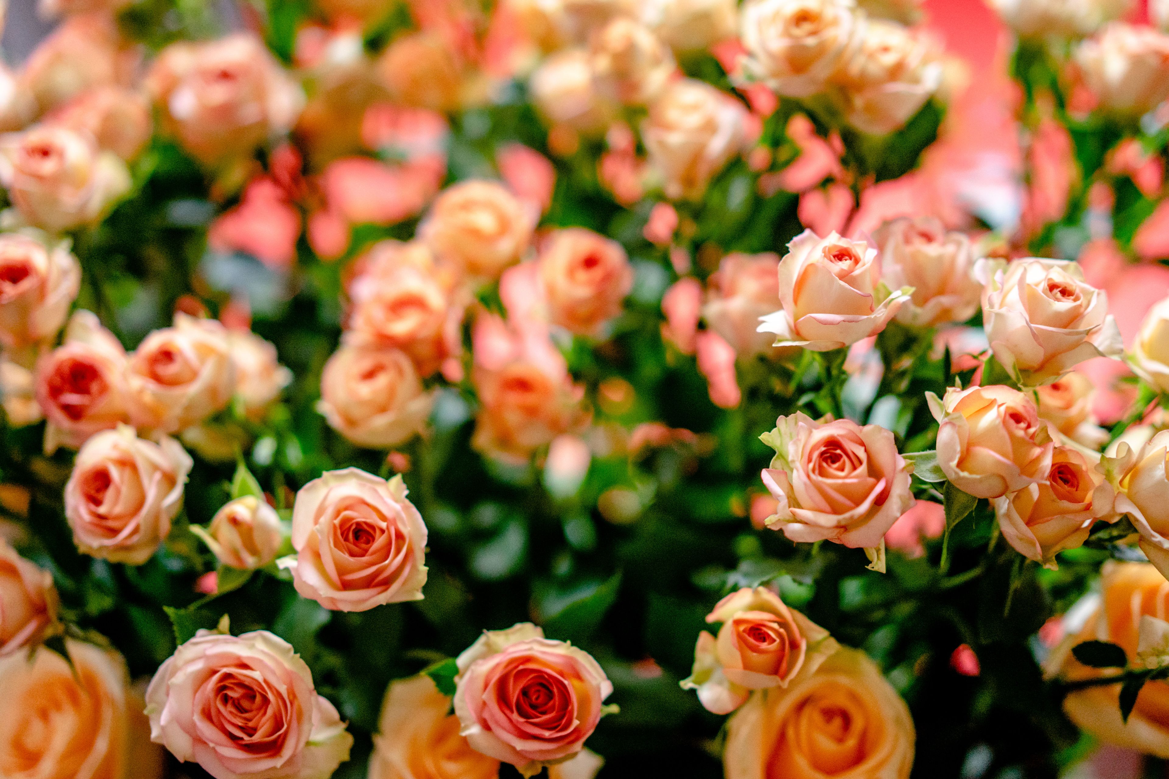Chelsea Flower Show Chauffeur — chauffeur travel for the occasion