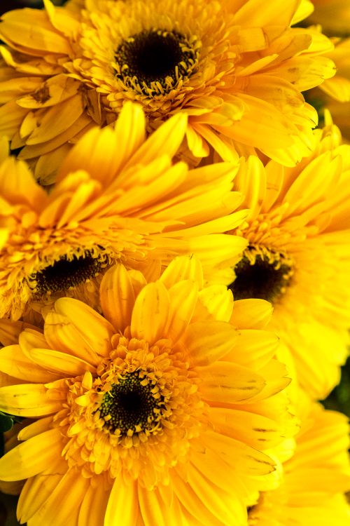 Free Vibrant close-up of yellow Gerbera daisies in full bloom showcasing nature's beauty. Stock Photo