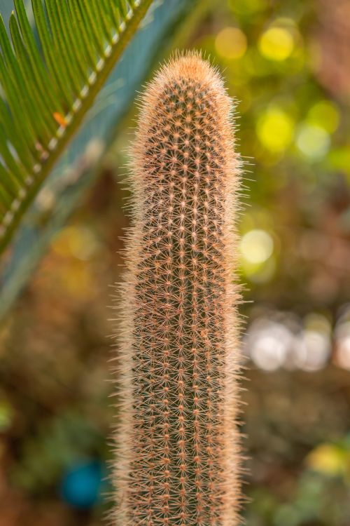 Free Vertical close-up of a spiky cactus with blurred green background highlighting its prickly texture. Stock Photo