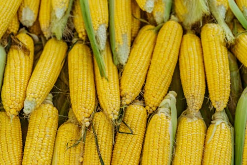 Foto profissional grátis de abundância, agricultura, amarelo