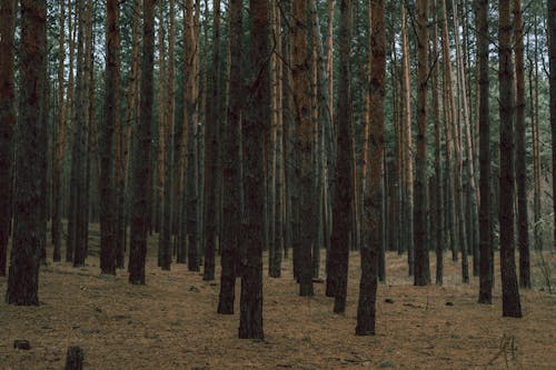 Immagine gratuita di alberi, conifere, foresta