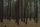 forest trees