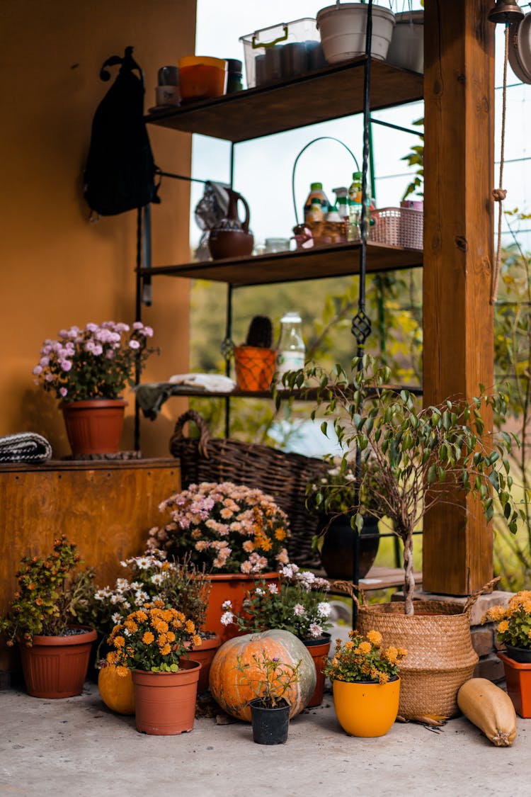 Plants And Flowers At House Exterior