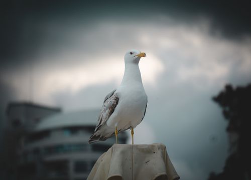 Free Dramatic portrait of a seagull perched with a moody sky backdrop. Perfect for nature themes. Stock Photo