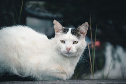 Free Portrait of a white and black cat resting outdoors, showcasing its distinctive markings. Stock Photo