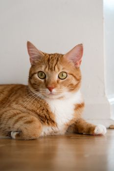 cat photo