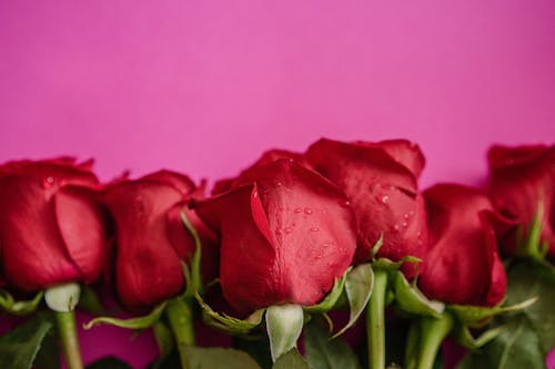 Roses Bouquet on Pink Background