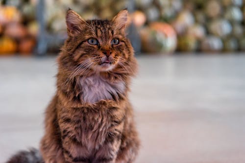 Fotobanka s bezplatnými fotkami na tému domáce zviera, mačka, nadýchaný