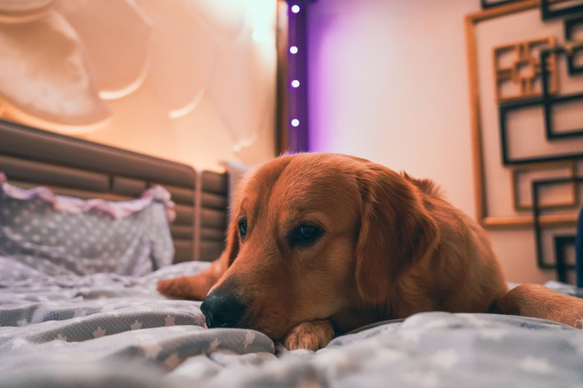 A dog lies calmly on a clean bed while an overnight diaper setup is reset indoors.