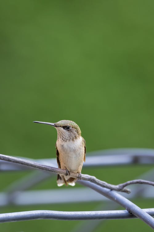 Brown Humming Bird Perched on the Twig of a Tree