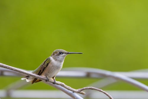 Close-Up Shot of a Hummingbird