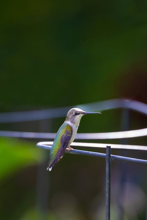 Green and Gray Bird on White Metal Bar