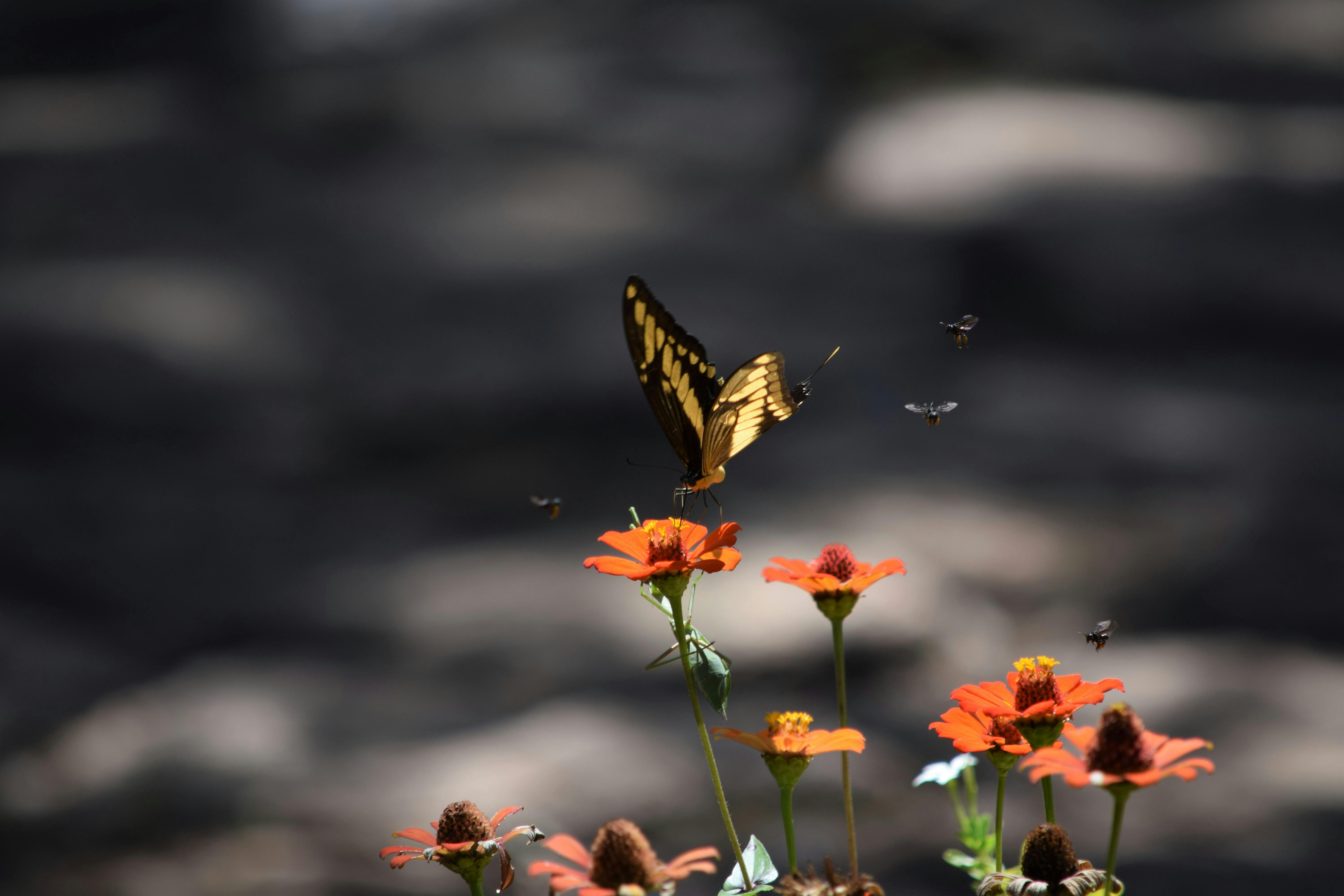 Pirenópolis gastronomy entrepreneurs