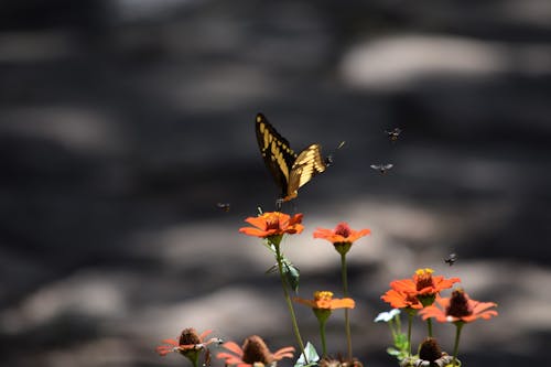 免费 abelhas, borboleta, 哈尔丁 的 免费素材图片 素材图片