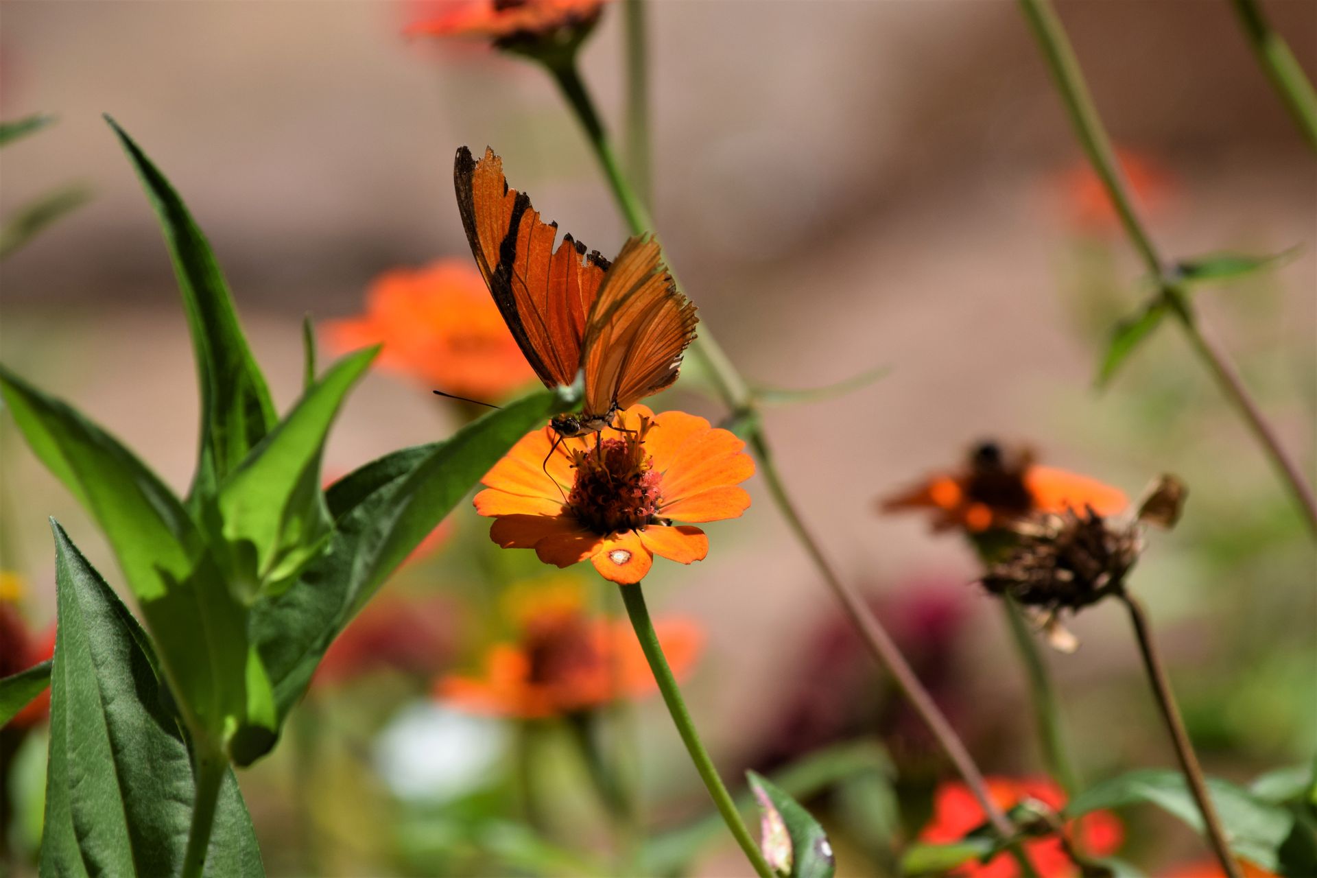 Close-up of a butterfly perched on a vibrant orange flower in a Brazilian garden, capturing the essence of nature.