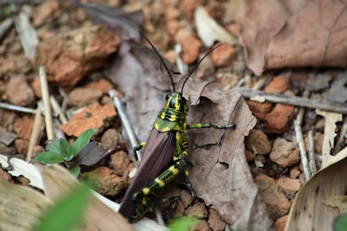 Grasshopper on the Ground