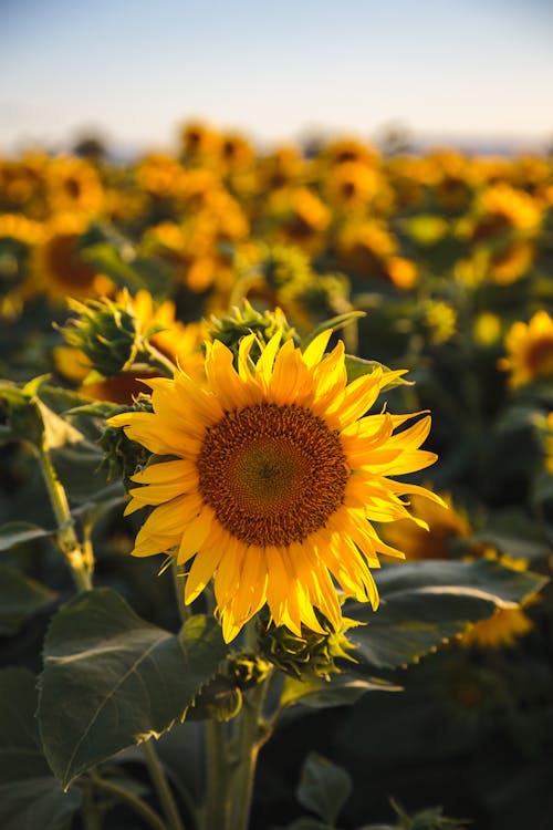 Ilmainen kuvapankkikuva tunnisteilla auringonkukat, kasvikunta, kukat