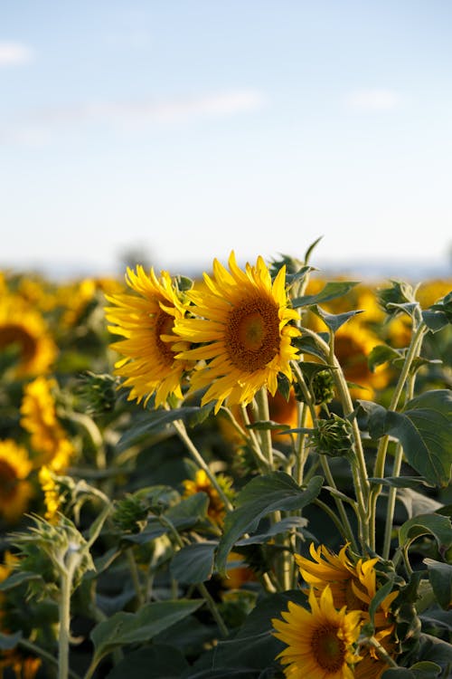 Ilmainen kuvapankkikuva tunnisteilla auringonkukat, kasvikunta, kukat