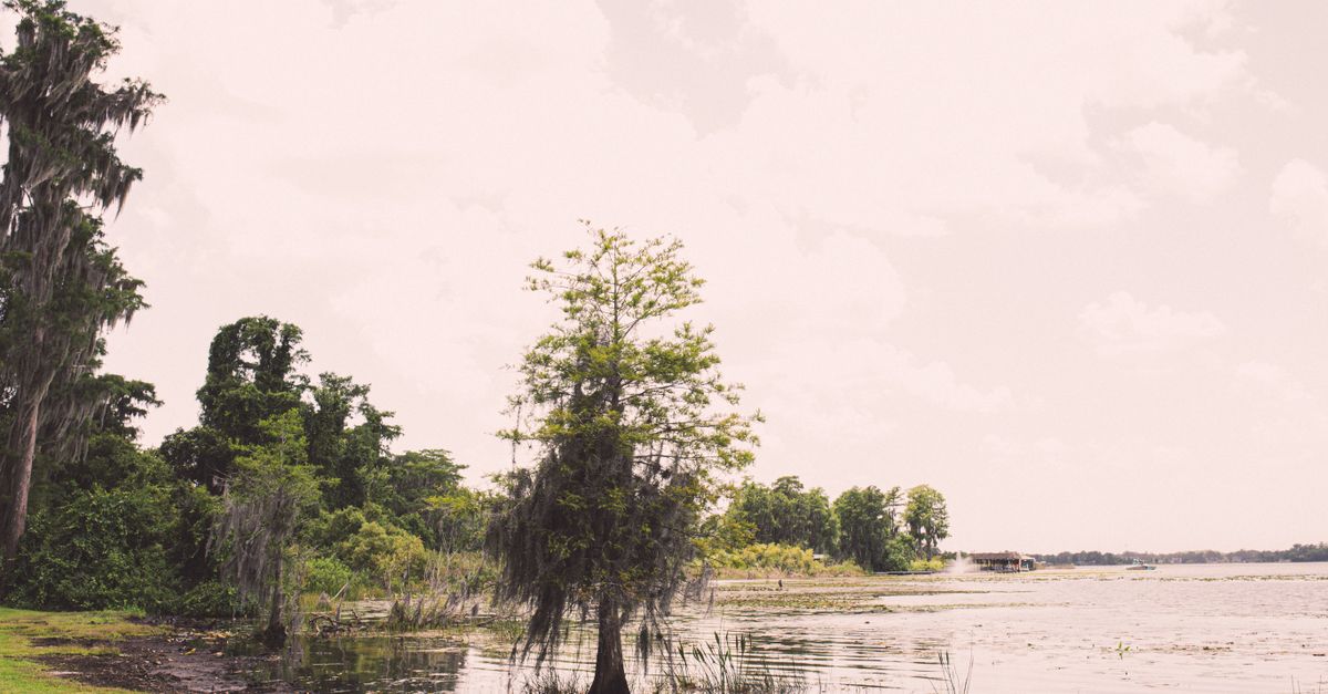 Tranquil lakeside scene featuring lush cypress trees and a cloudy sky near Orlando, Florida.