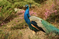 Blue Green and Orange Peacock Standing in the Ground during Daytime