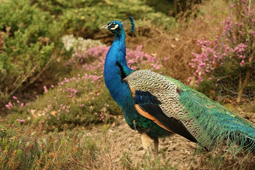 Blue Green and Orange Peacock Standing in the Ground during Daytime