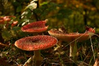 在郁郁葱葱的森林环境中，红色鹅膏菌蘑菇的独特纹理在特写中清晰展现