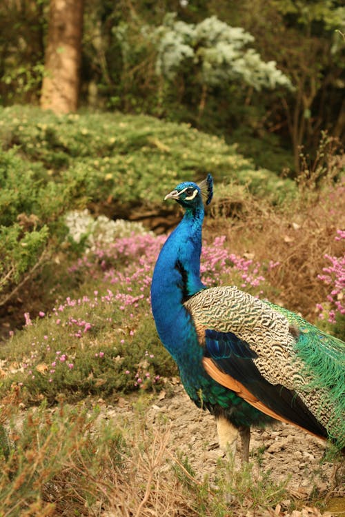 A Peacock on Grass