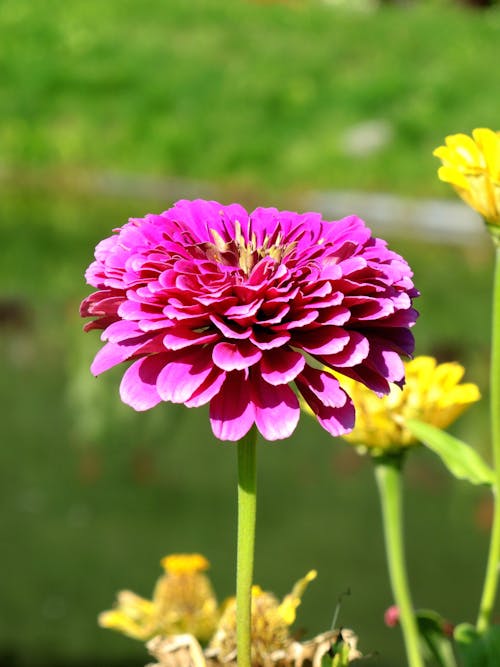 Kostnadsfri bild av blomma