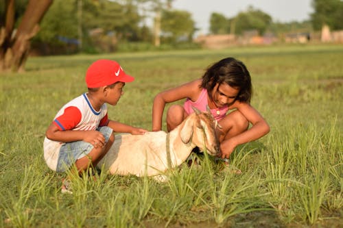 Immagine gratuita di animale, campo d'erba, capra