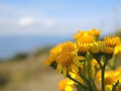 阳光明媚的户外，一簇充满活力的黄色野花正在绽放