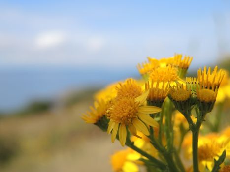 阳光明媚的户外，一簇充满活力的黄色野花正在绽放