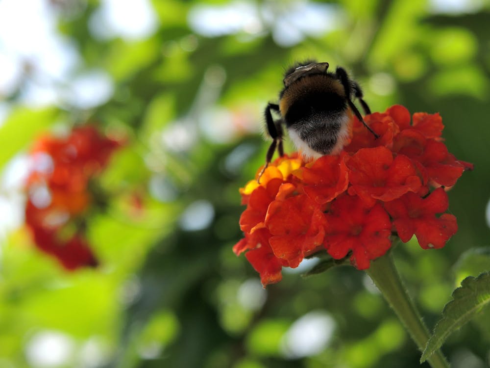 Free stock photo of bee, flower, flowers