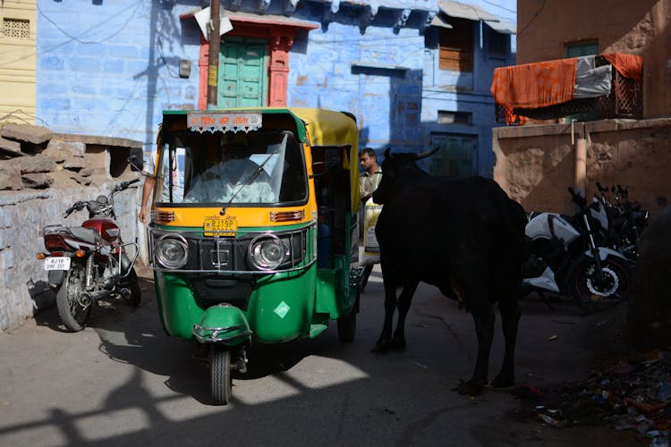 Black Cow Standing Near Tuktuk