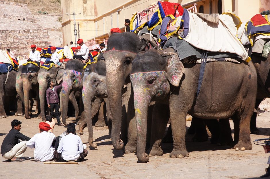 Tourists riding an elephant up to the grand Amber Fort in Jaipur, India