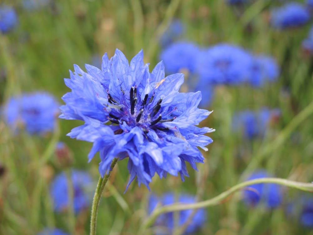 Free stock photo of blue, flower, flowers