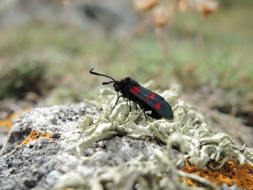 黑色和红色翅昆虫倾斜移位镜头摄影