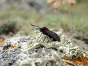 详细视图：栖息在自然环境里地衣覆盖岩石上的红斑昆虫