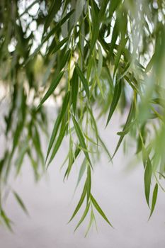 willow leaves underside