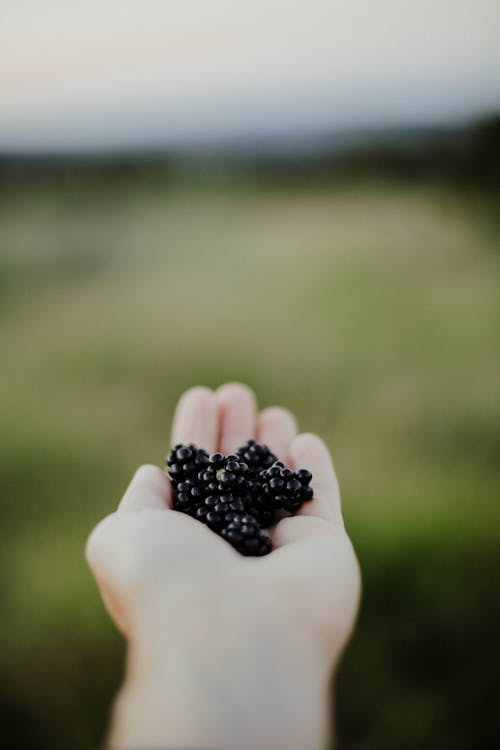 Close Up Photo of Blackberries on Person's Hand