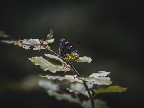 Imagine de stoc gratuită din a închide, fluture, insectă