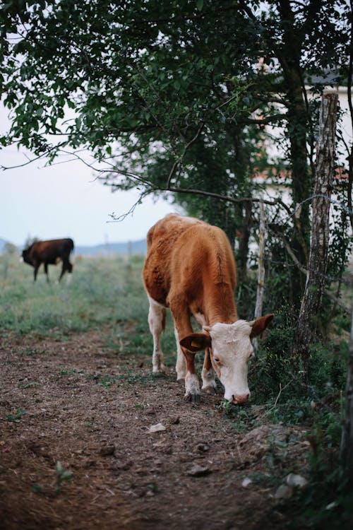 Ingyenes stockfotó állatállomány, farm, függőleges lövés témában