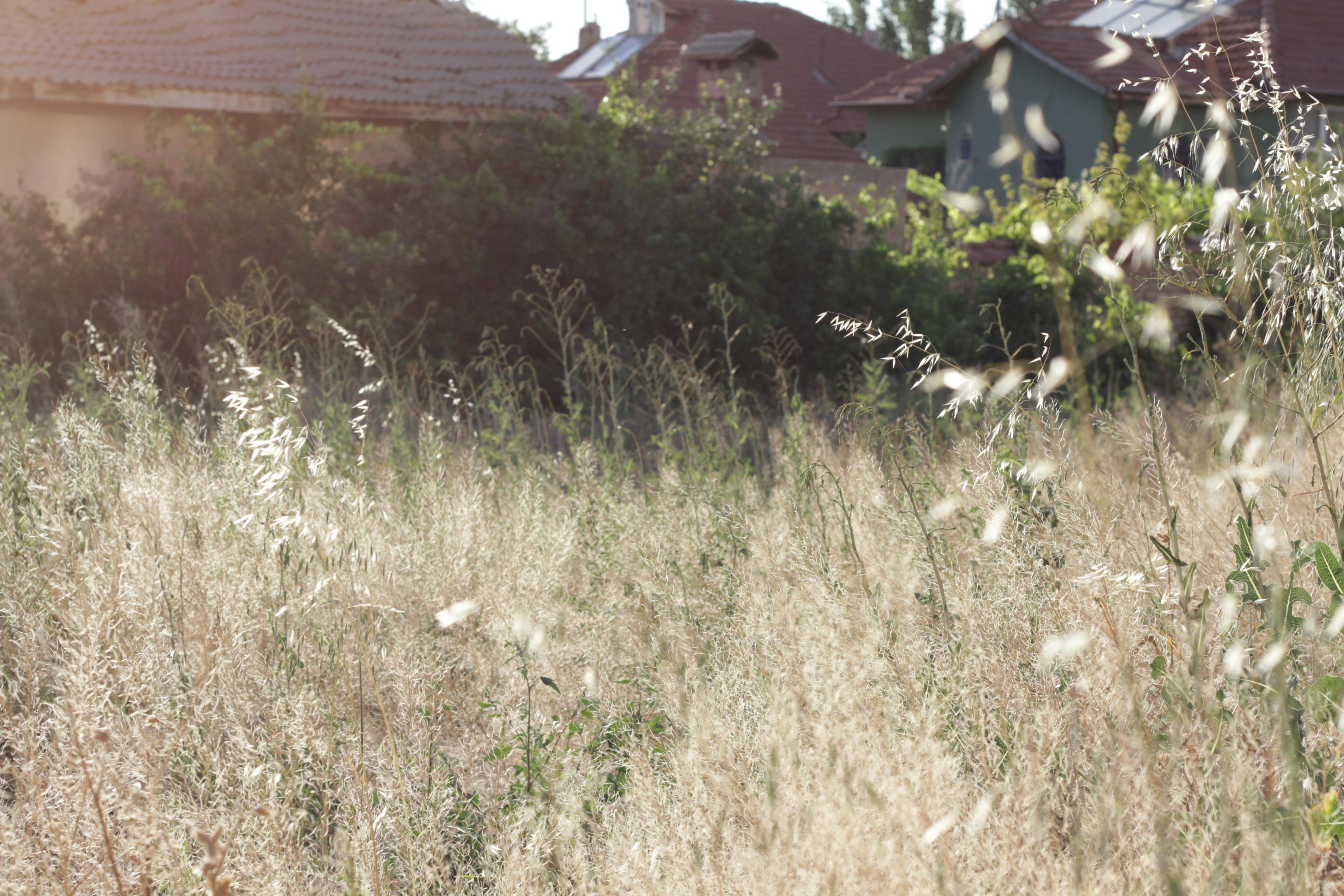 Close‑up of a tick on a leaf