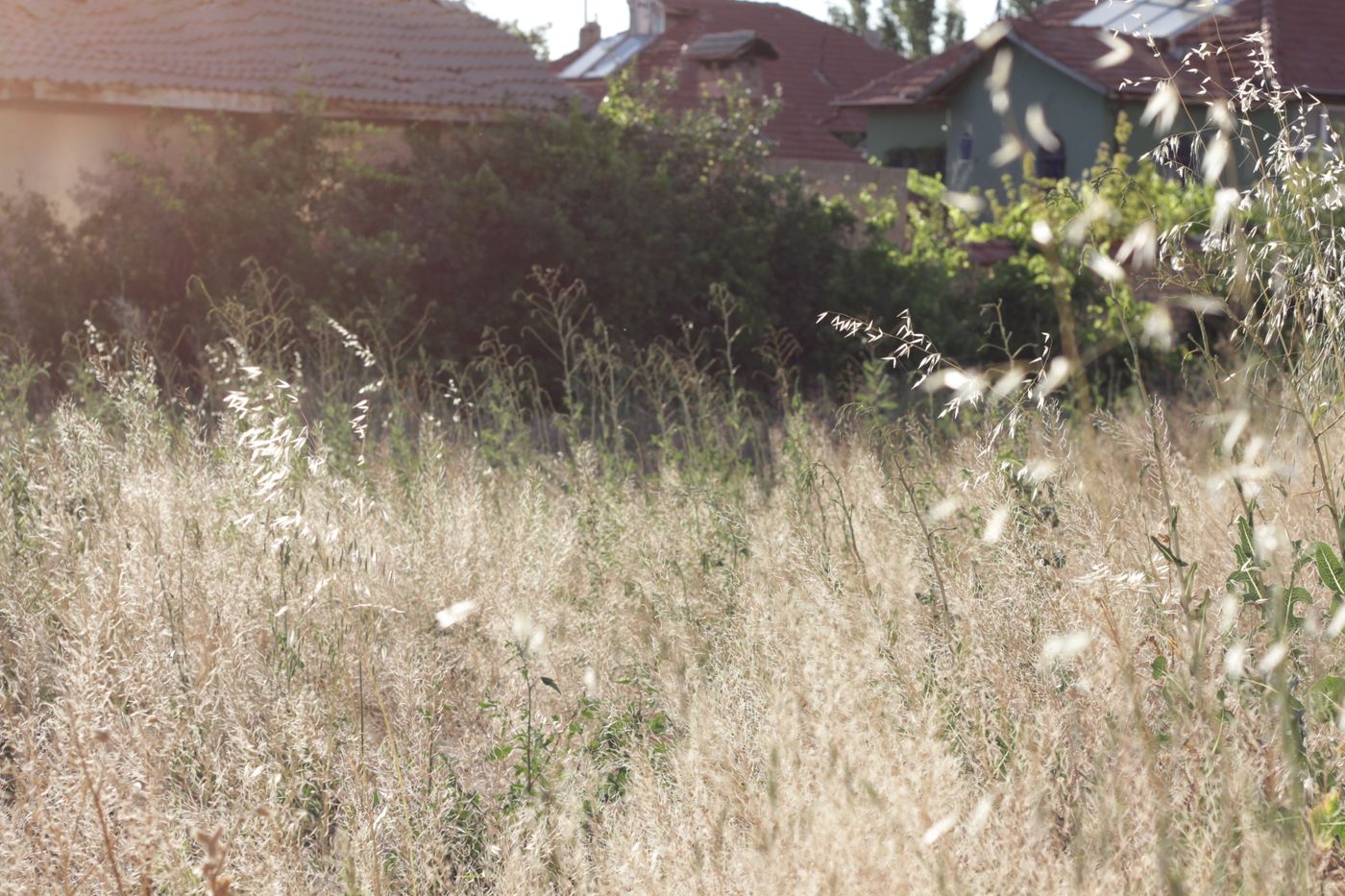 Overgrown residential yard with tall, uncut grass