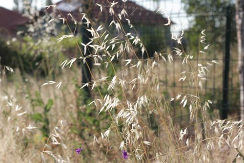 Free Close-up of dry grasses swaying in the wind on a rural field, sunny day Stock Photo
