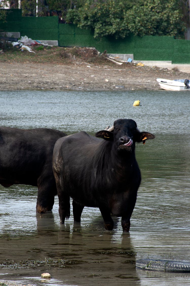 Black Cows Crossing River