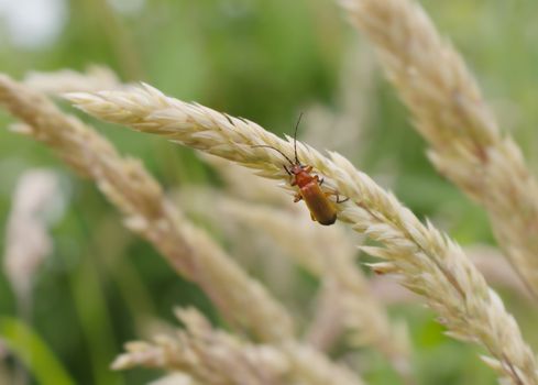 Common Red Soldier Beetle on Wheat 