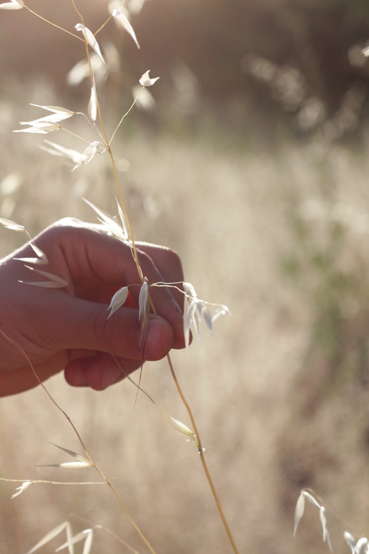 A Person Holding An Oat Plant