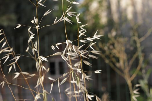 Closeup of Dry Grass Straws in a Field