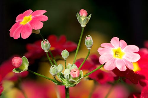 Pink Common Primrose Flowers in Bloom 